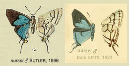 Image of Iolaus nursei Butler 1896