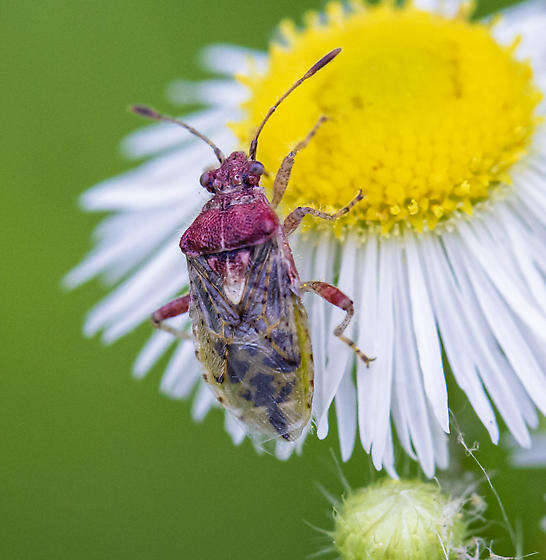 Image of Arhyssus