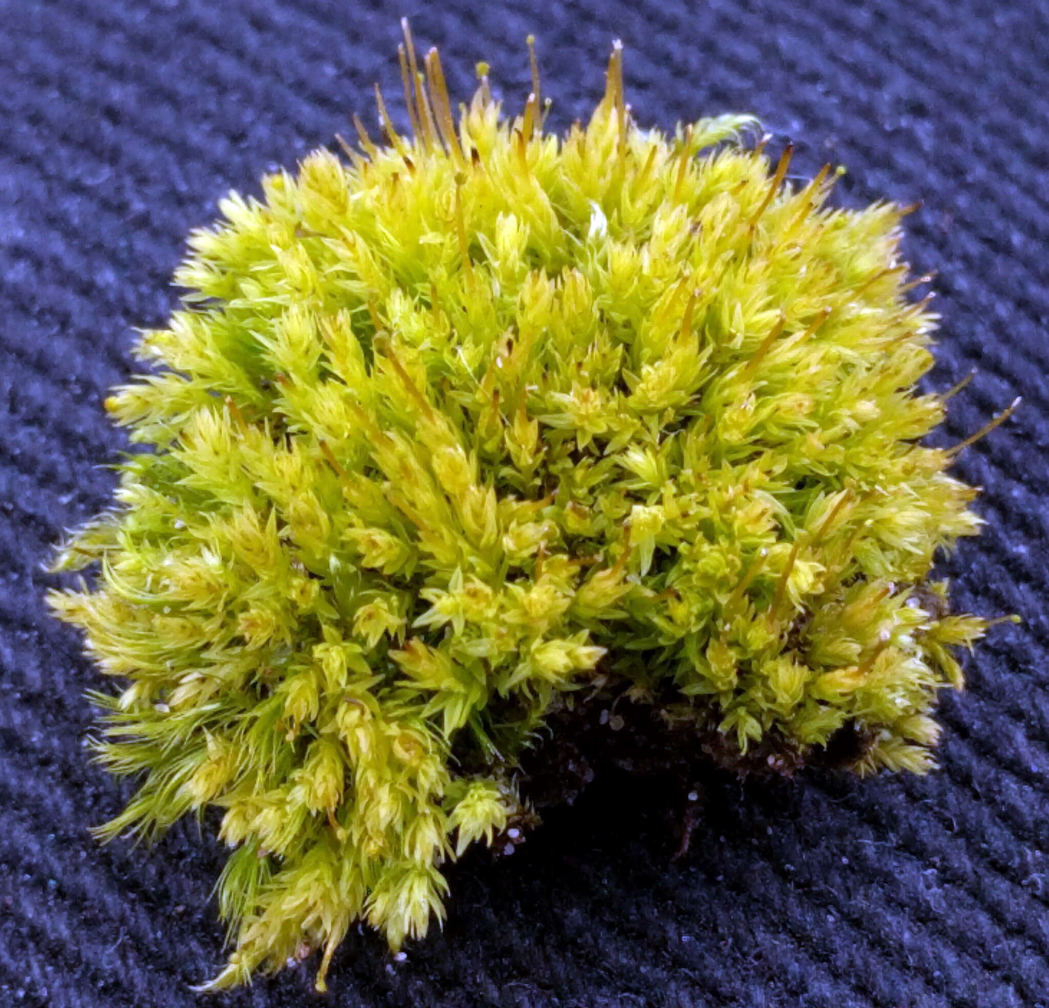 Image of aulacomnium moss