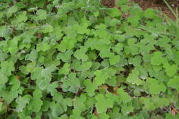 Image of Pelargonium tomentosum Jacq.