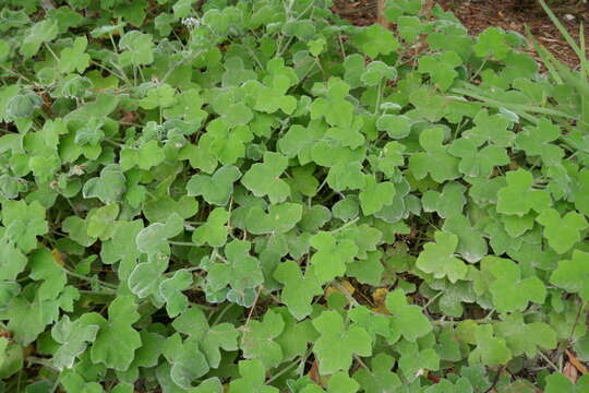 Image of Pelargonium tomentosum Jacq.