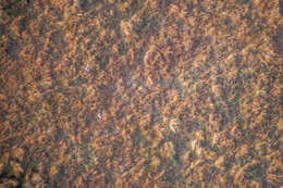 Image of Crowned Lapwing