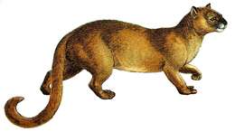 Image of Jaguarundi