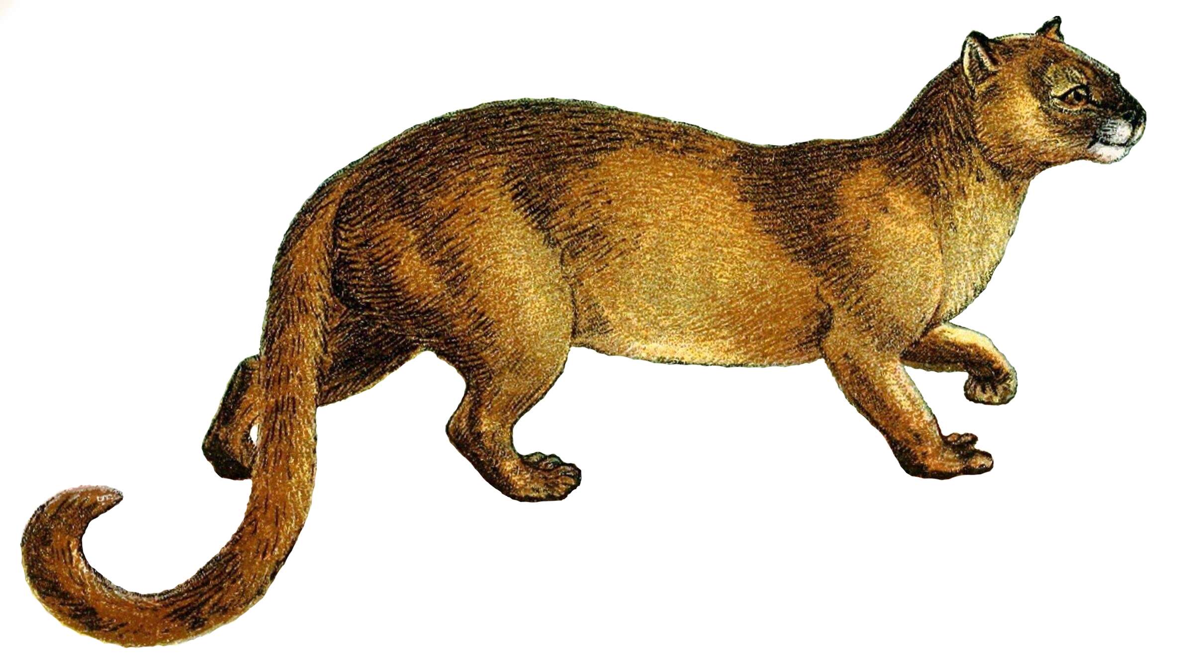 Image of Jaguarundi