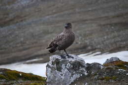 Image of Brown Skua