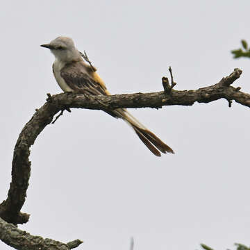 Image of Scissor-tailed Flycatcher