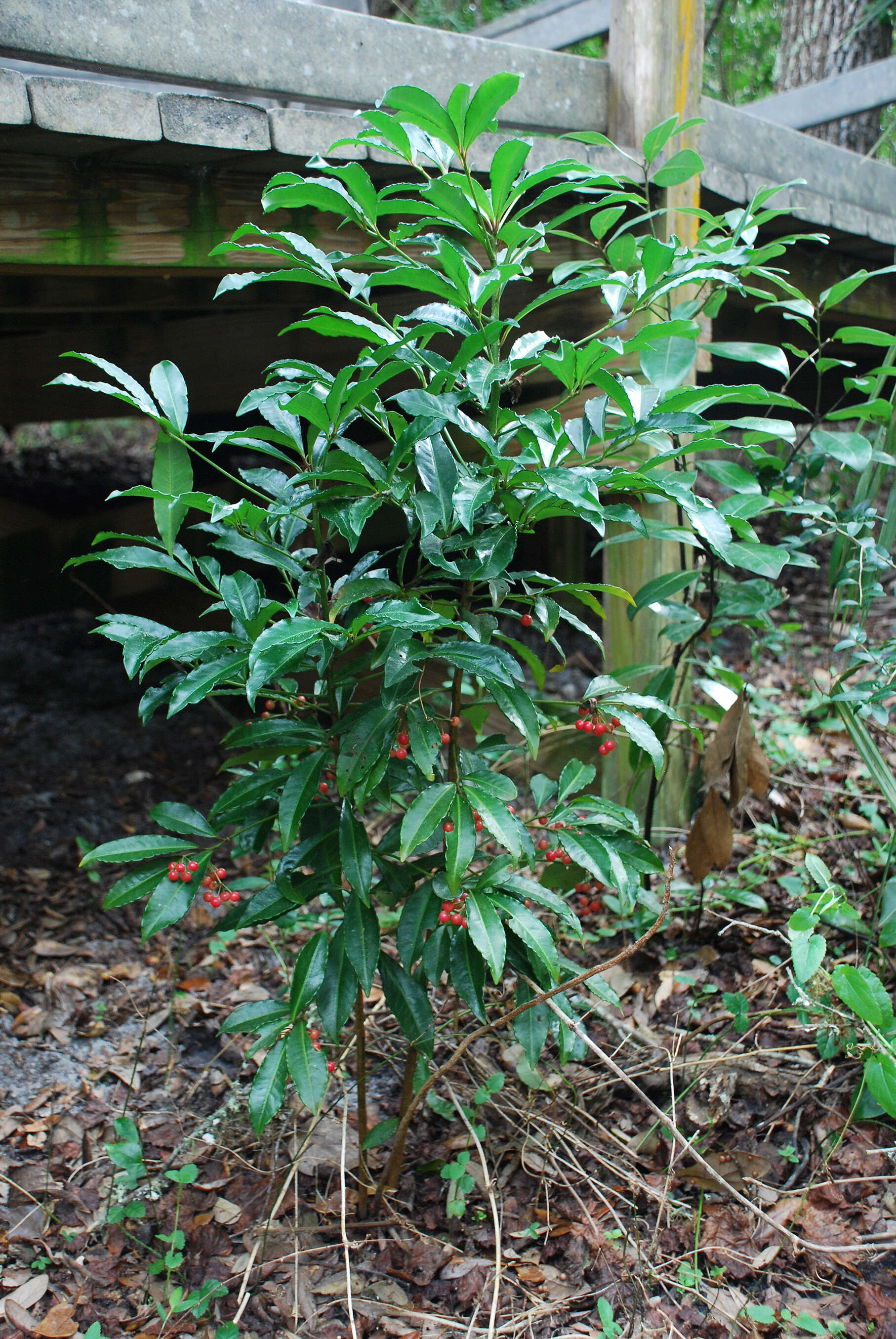 Plancia ëd Ardisia crenata Sims