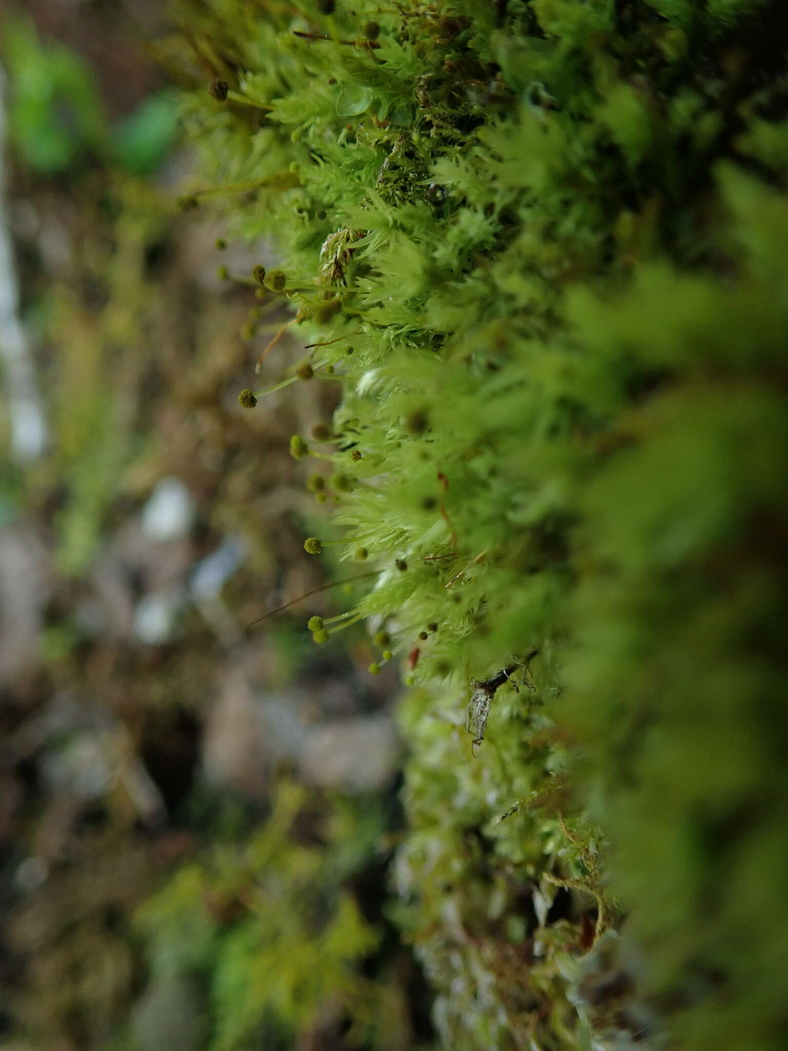 Image of aulacomnium moss