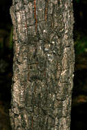 Image of Cork bush