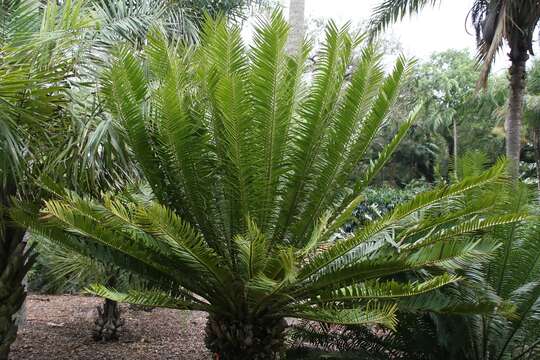 Image of Kenyan Giant Cycad