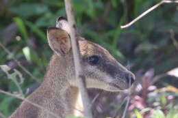 Image of Agile Wallaby