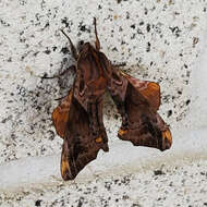 Image of Small-eyed Sphinx