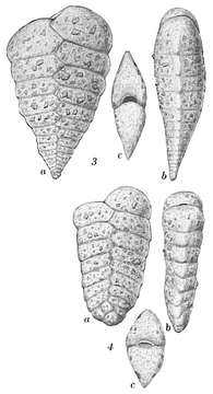 Image of <i>Textularia sagittula</i> Defrance 1824