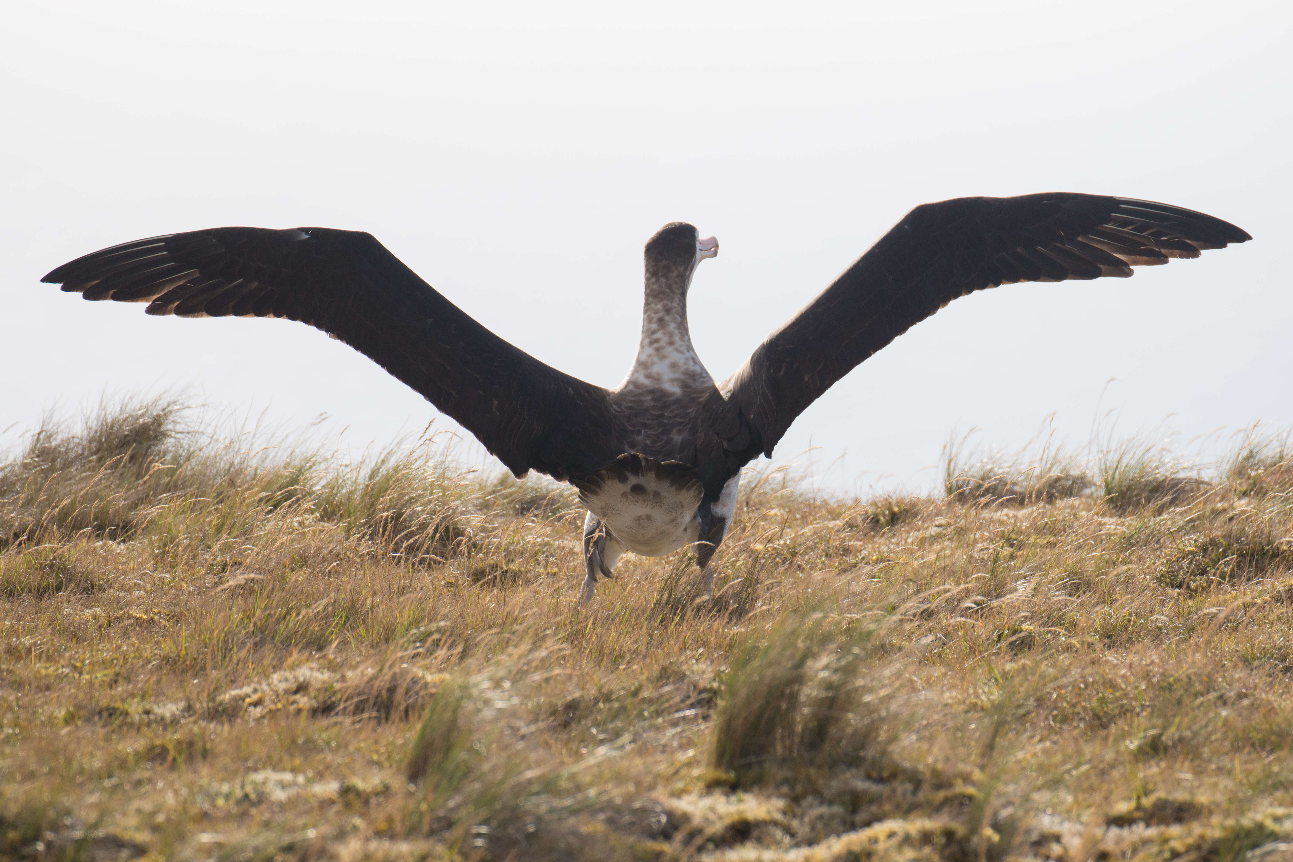 Amsterdam albatrosu resmi