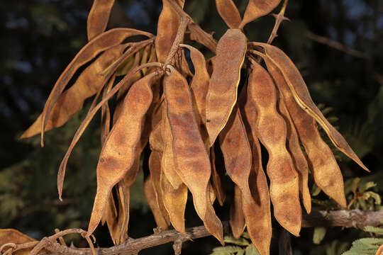 Image of Senegalia hereroensis (Engl.) Kyal. & Boatwr.