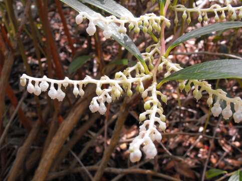 Image of Gaultheria fragrantissima Wall.