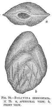 Image of <i>Bolivina semicostata</i> Cushman 1911