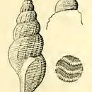 Image of Pleurotomella brenchleyi (Angas 1877)