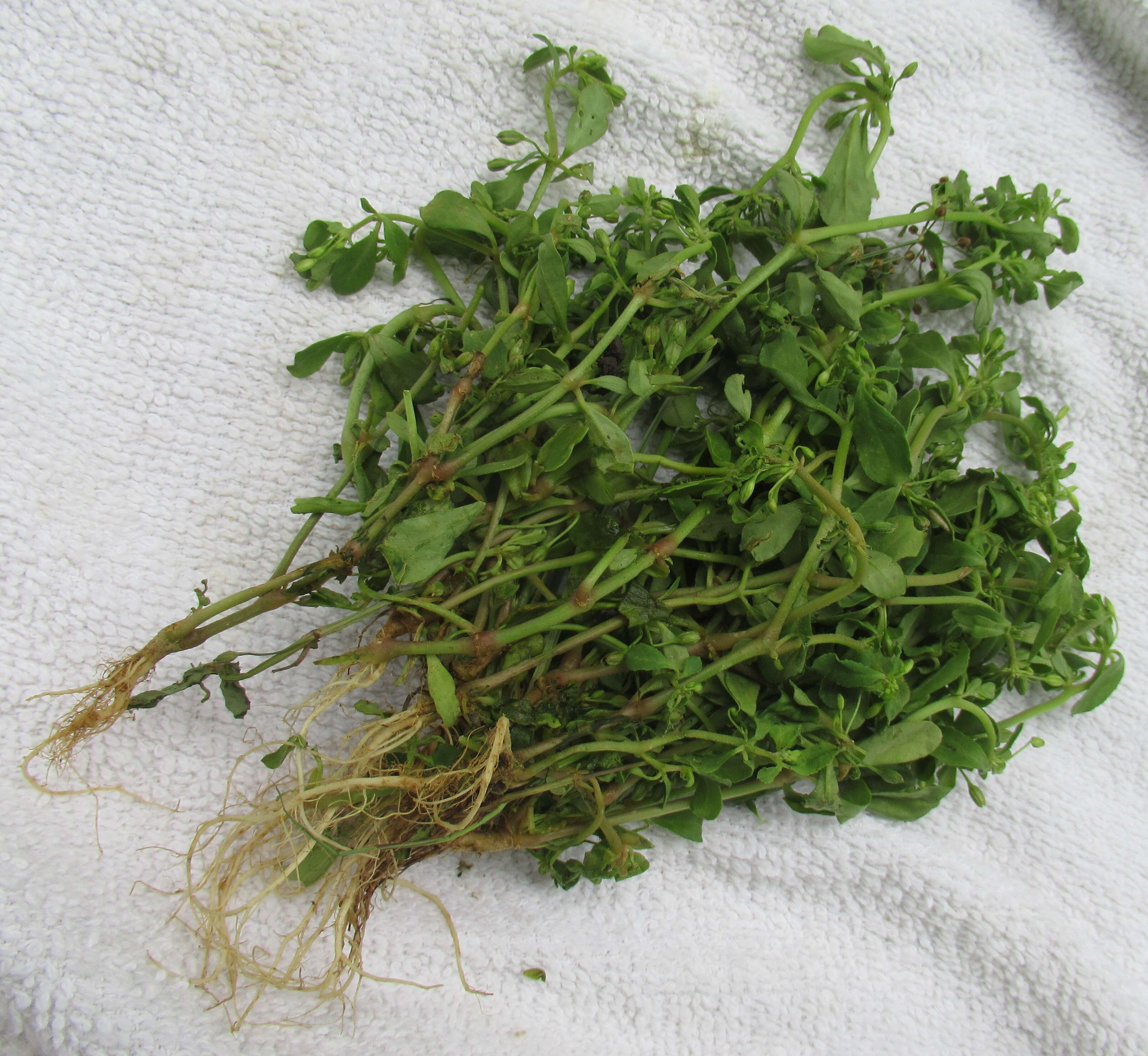 Image of green carpetweed