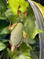 Image of Leaf insects