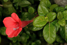 Image of Barleria repens Nees