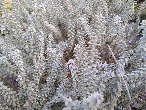 Eremophila lachnocalyx C. A. Gardner resmi