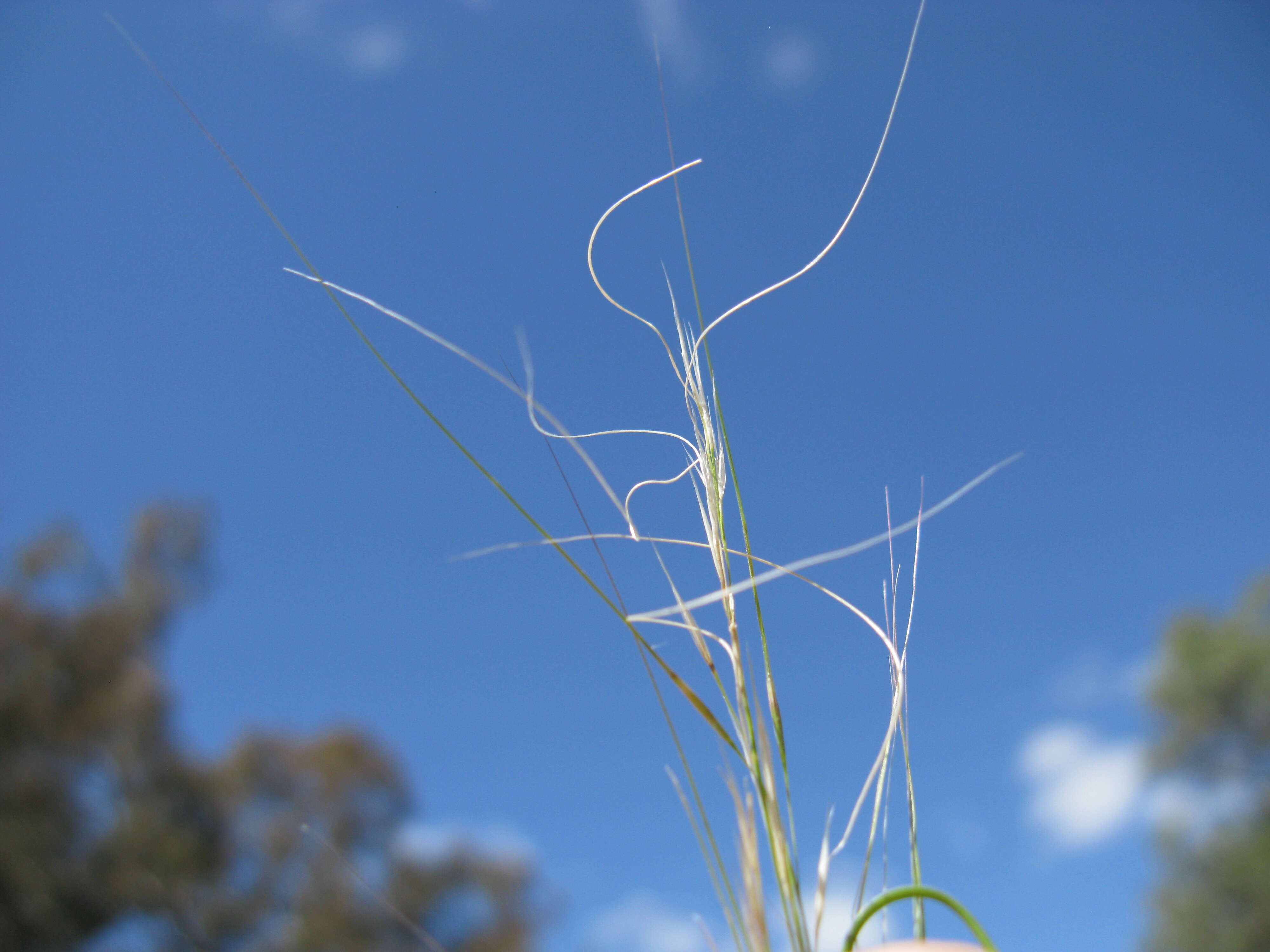 Image of Austrostipa nodosa (S. T. Blake) S. W. L. Jacobs & J. Everett