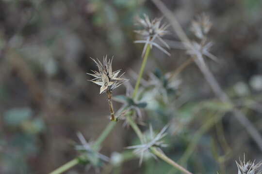 Image of porcupine flower