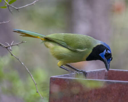 Image of Green Jay