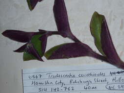 Sivun Tradescantia cerinthoides Kunth kuva