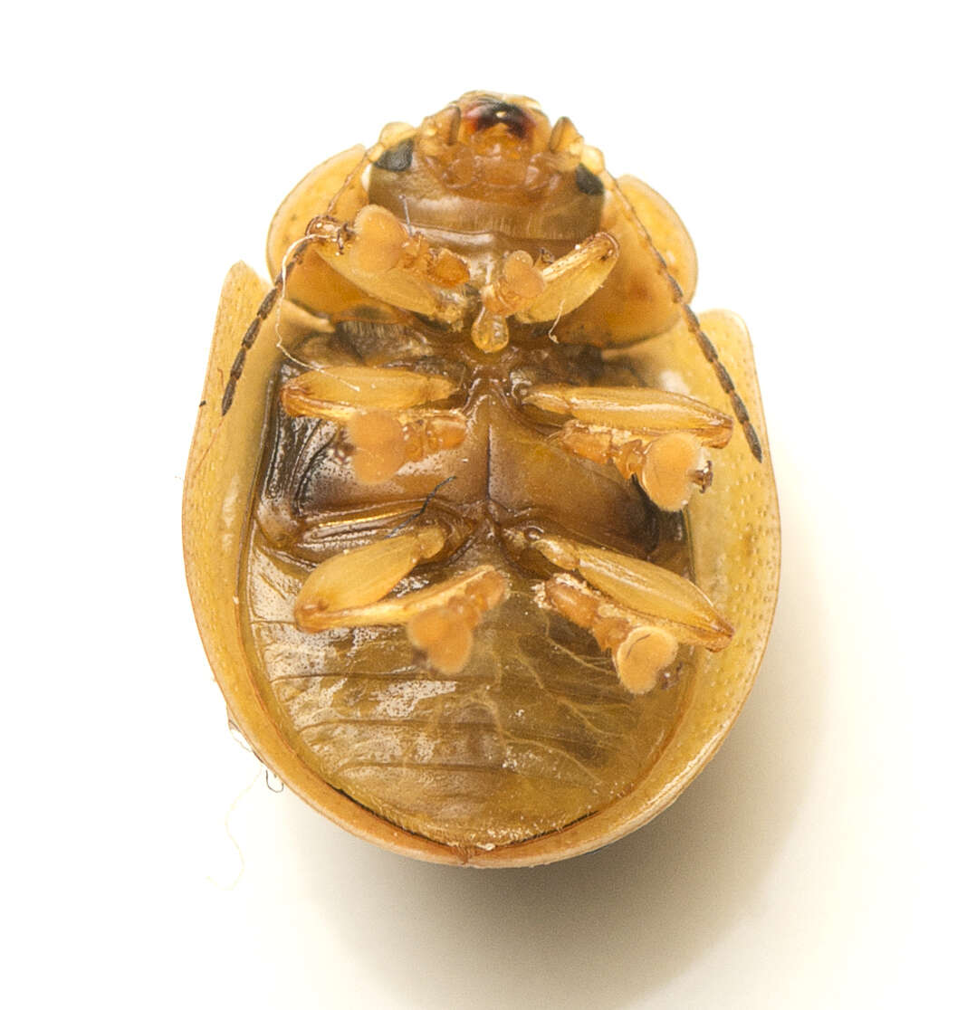 Image of Paropsisterna m-fuscum