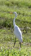 Image of Eastern great egret