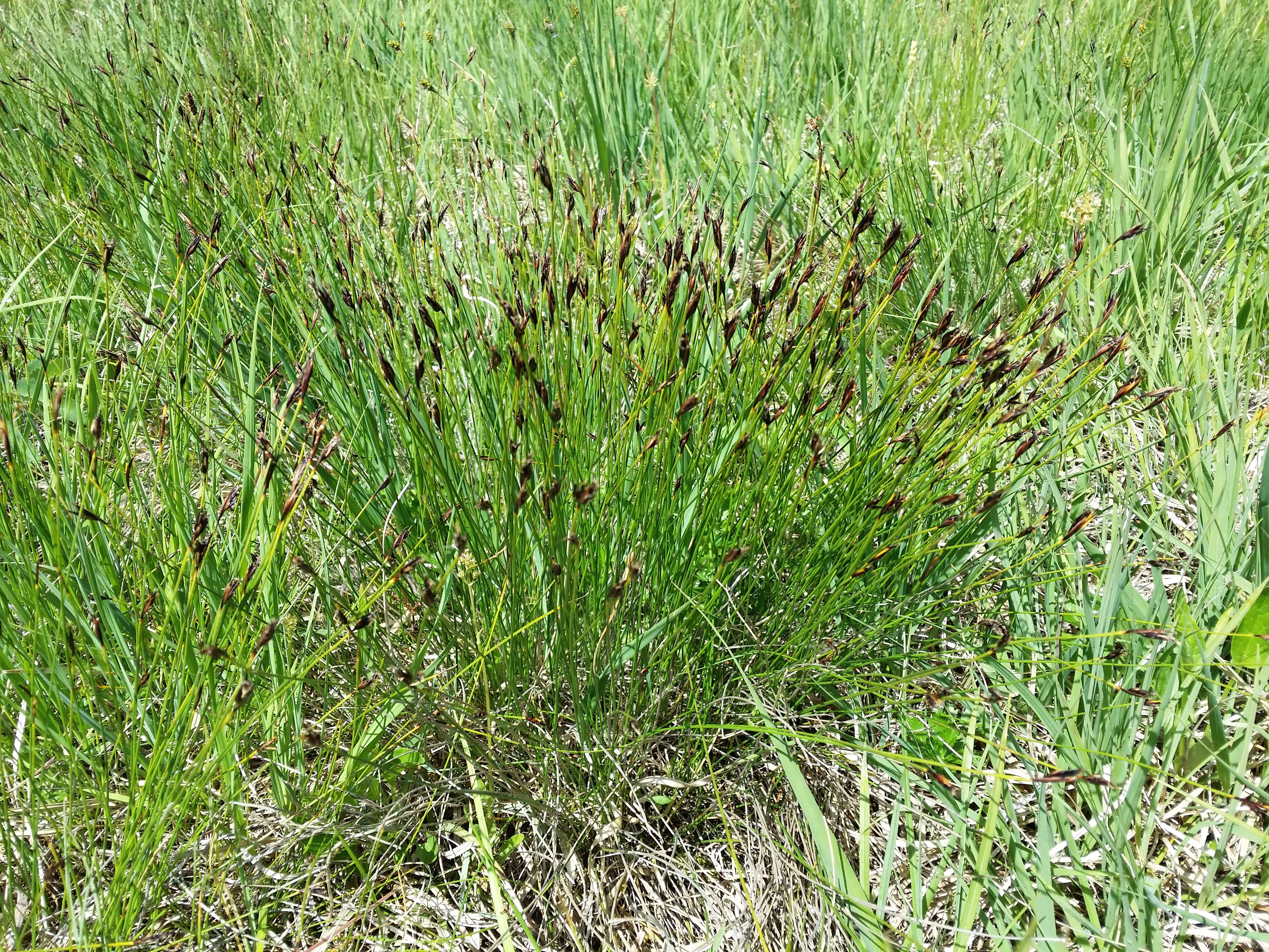 Imagem de Schoenus ferrugineus L.