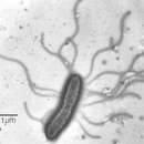 Image of Achromobacter ruhlandii