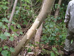 Image of earleaf nightshade