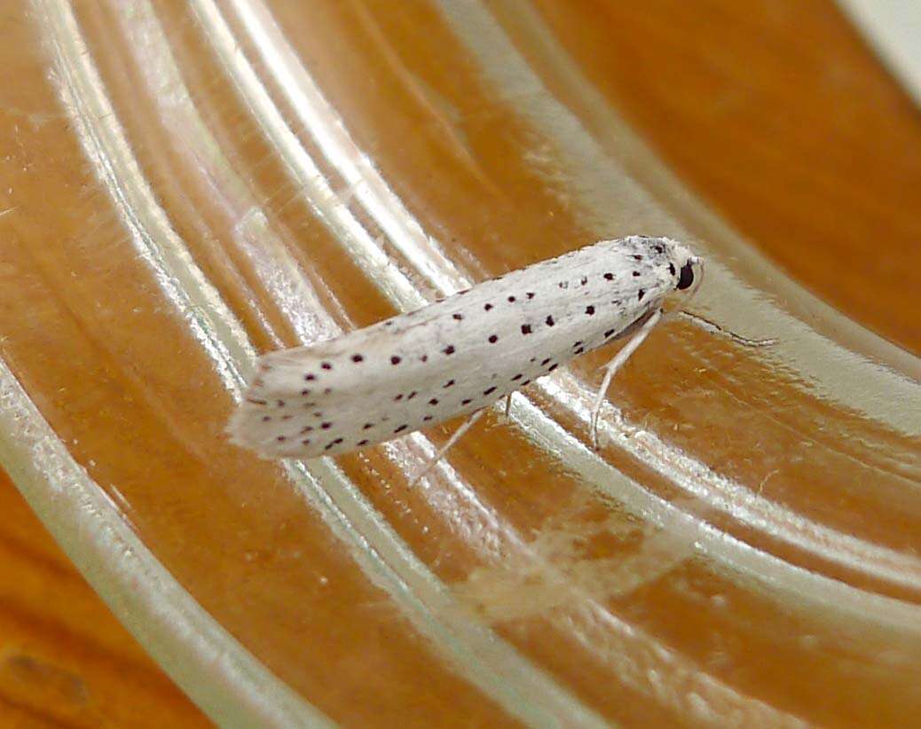 Imagem de Yponomeuta evonymella Linnaeus 1758