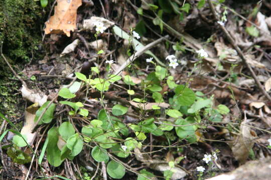 صورة Myosotis pottsiana (L. B. Moore) Meudt, Prebble, R. J. Stanley & Thorsen