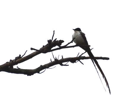 Image of Fork-tailed Flycatcher