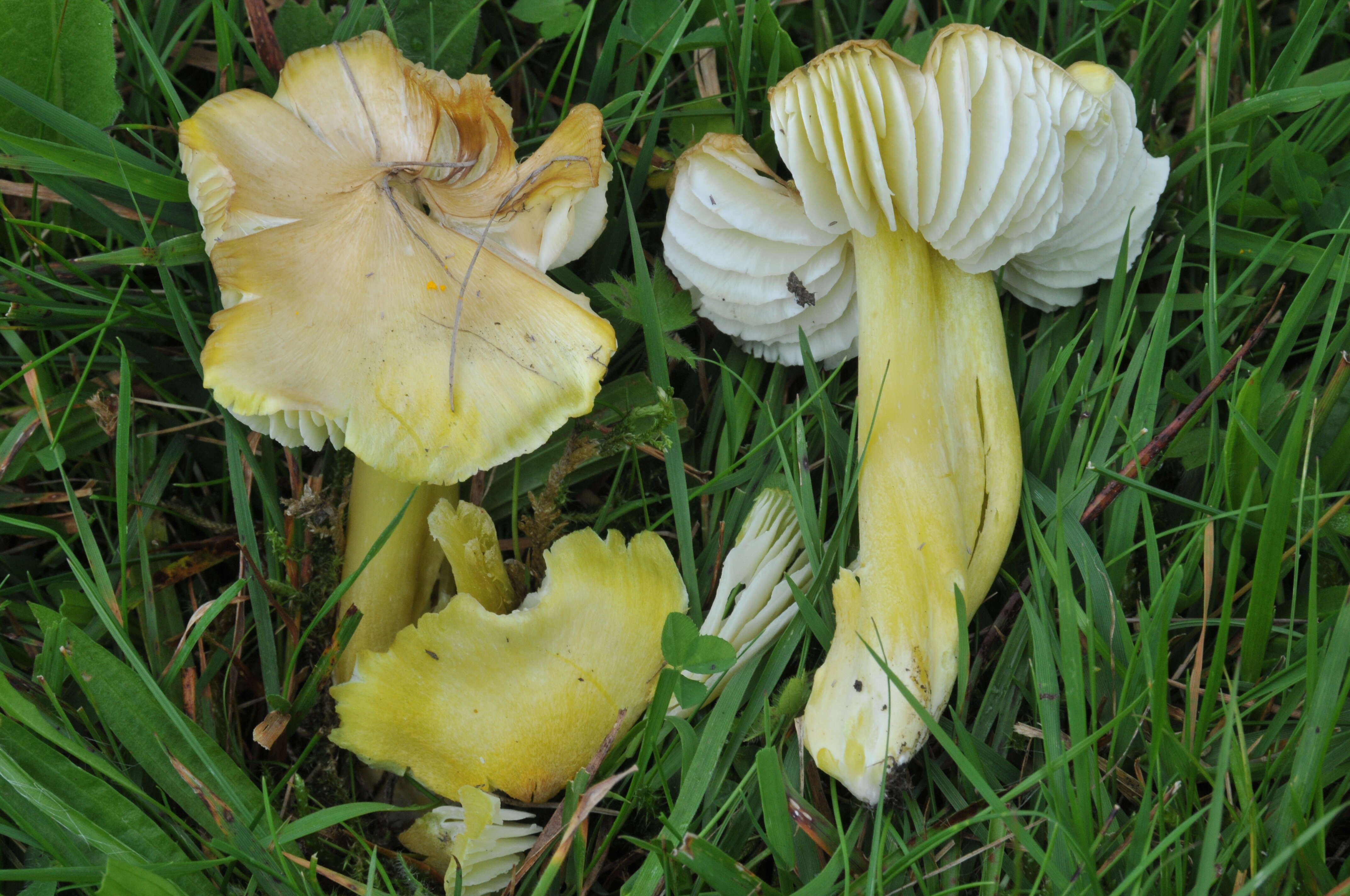 Image de Hygrocybe citrinovirens (J. E. Lange) Jul. Schäff. 1947