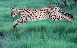 Image of Serval (cat)