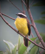 Image of Rusty-margined Flycatcher