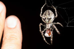 Image of Araneus andrewsi (Archer 1951)