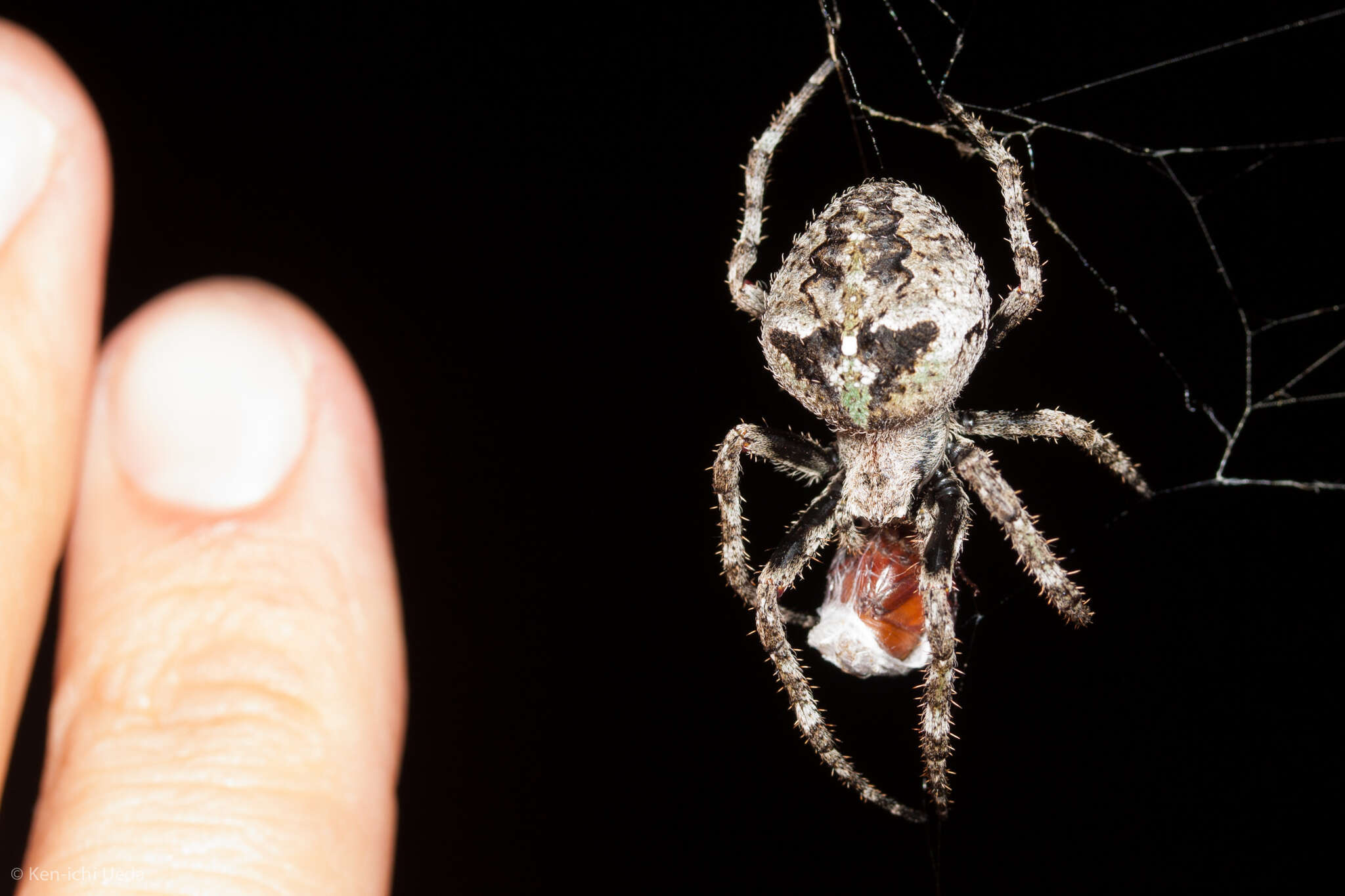 Image of Araneus andrewsi (Archer 1951)