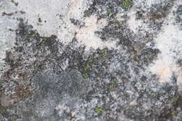 Image of map lichen