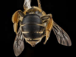 Image of Andrenine bee