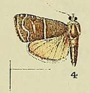 Image de Cybalomia