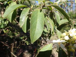 Image of Clerodendrum tomentosum (Vent.) R. Br.