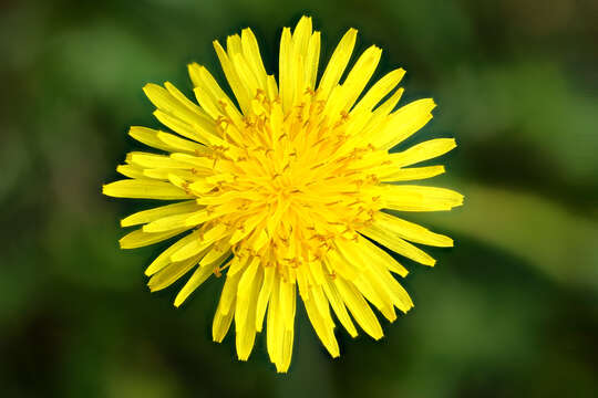 Image of Common Dandelion