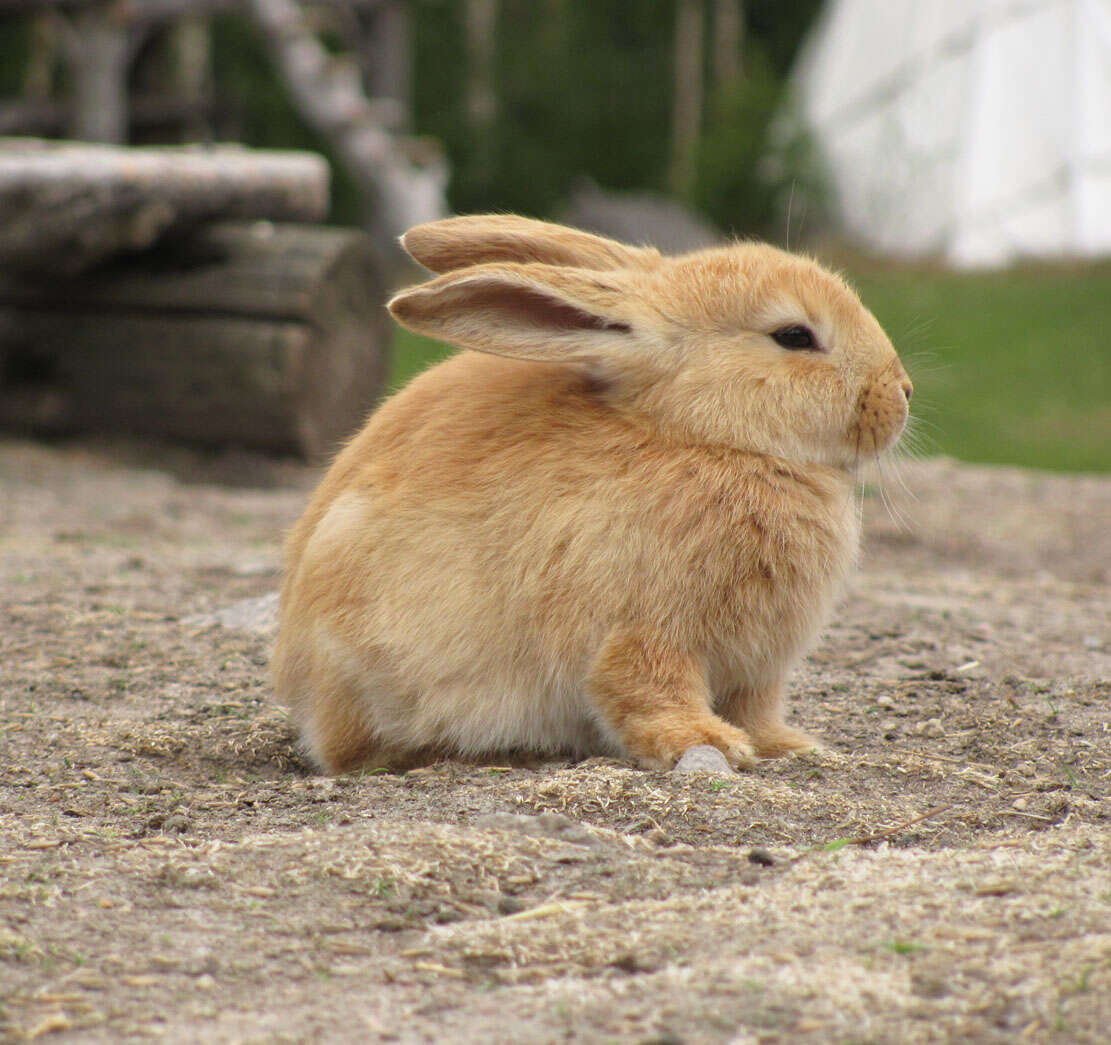 Image of Oryctolagus cuniculus domesticus