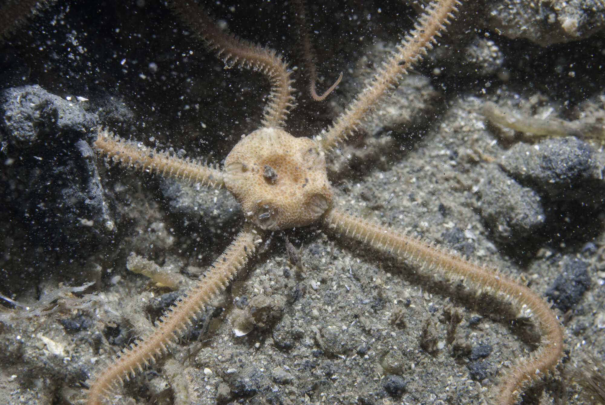 Image of brittlestar